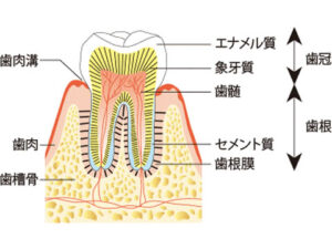 歯の3層構造