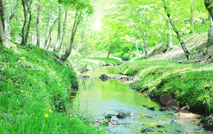 日本での水道水のフッ化物添加は行われていない