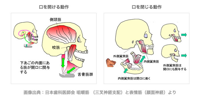 日本歯科医師会,咀嚼筋 （三叉神経支配）と表情筋（顔面神経）より