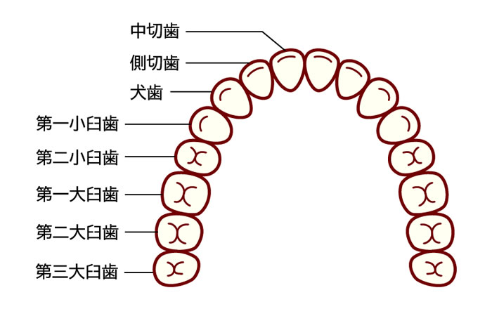 歯は、中切歯、側切歯、犬歯、第一小臼歯、第二小臼歯、第一大臼歯、第二大臼歯、第三大臼歯と8種類あるうえ、上顎と下顎では全く形が異なります。歯の形を自然な印象に仕上げるには、歯の種類を合わせると同時に、左右で対称的な形、他の歯と比べてバランスの取れた大きさにする必要があります。