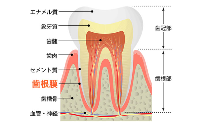 咬合痛は、歯根膜に炎症がある時に生じる