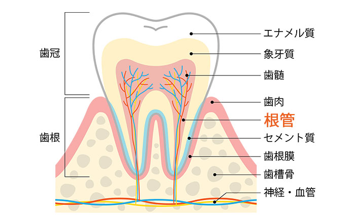 根管とは？