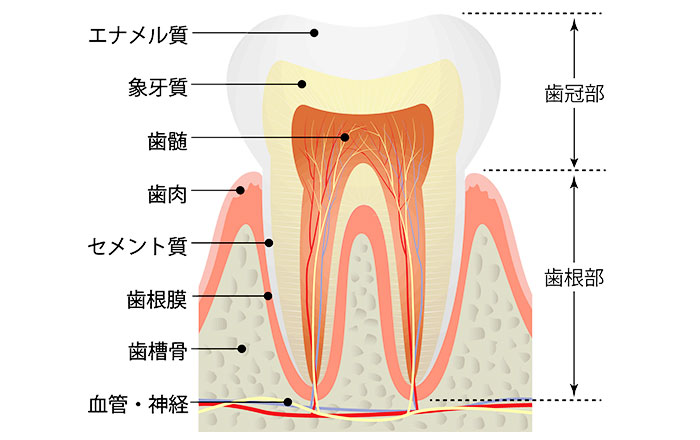 歯のクリーニング中に痛みが出る理由：歯茎の状態変化によるもの
