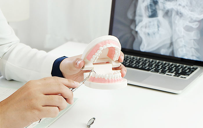 下顎が成長する2つの仕組み～軟骨性成長と骨膜性成長