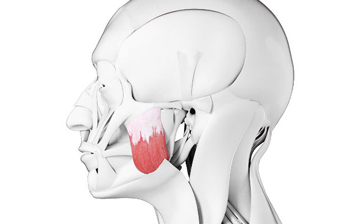 顔が左右非対称になる理由：筋肉のバランスの崩れ