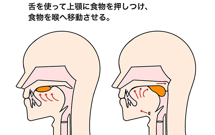 舌圧が正常で、舌がきちんと機能することによって、食べ物を上顎に押し付けて、喉の奥へとスムーズに送り込めるようになる