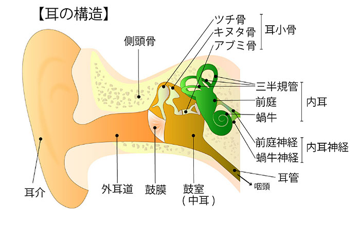 なぜ歯が難聴に関係するの？
