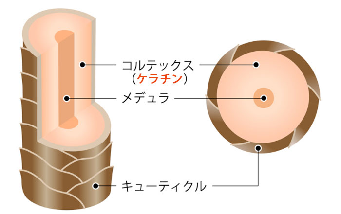そもそもケラチンとは?