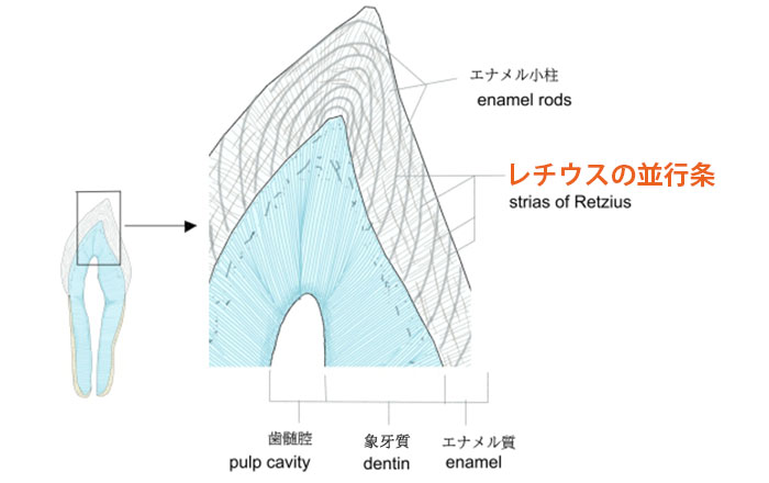 レチウスの並行条